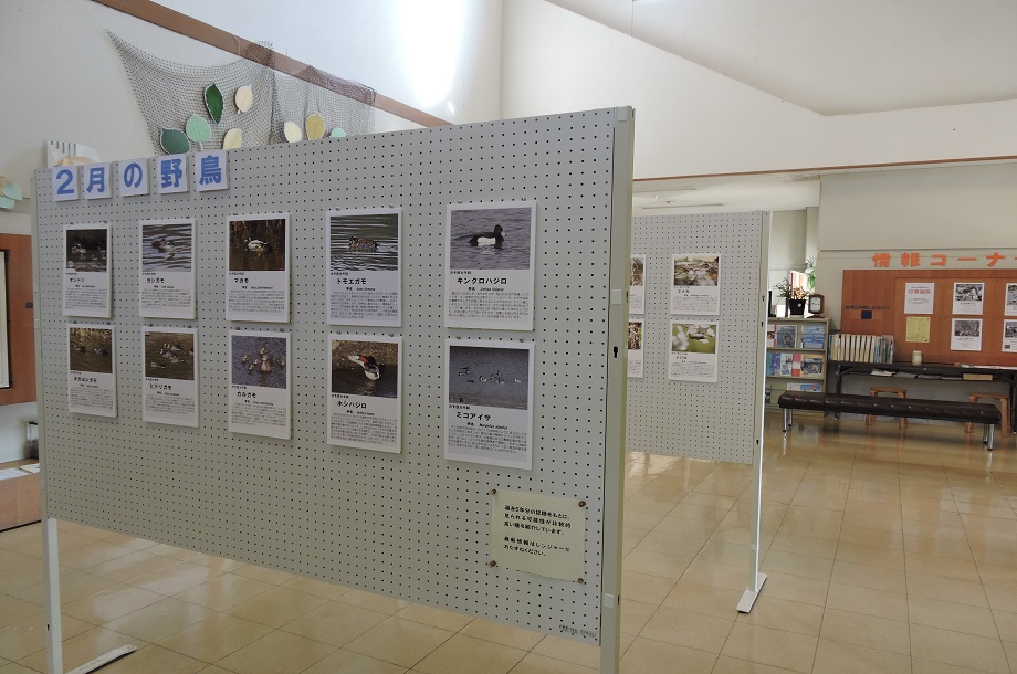 姫路科学館との連携展示「○月の野鳥」は、同月の過去5年間に見られた野鳥を紹介しています。