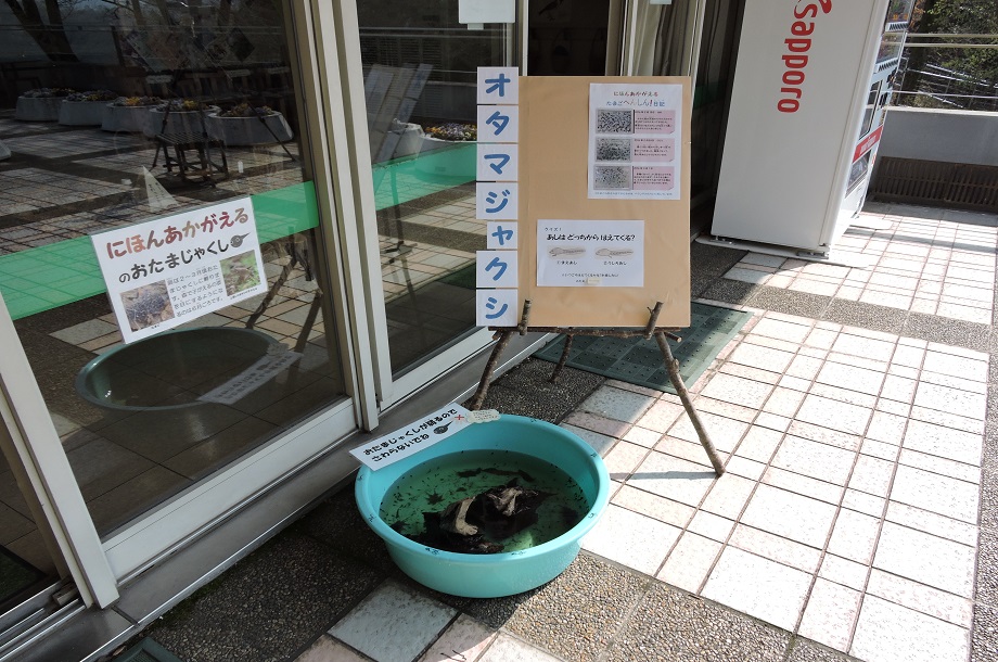 生きているものも展示しています。春はオタマジャクシが人気です。