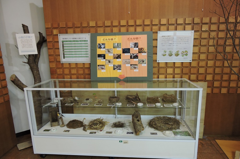 展示は、季節に合わせて内容が変わります。これは野鳥の羽根、巣、卵などの展示です。