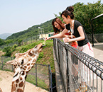 “Sake brewry observation” Enjoy delicious local sake