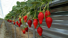 Strawberry picking “Buranko Strawberry Farm”