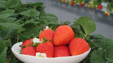 Strawberry picking “Yumesaki Strawberry House”